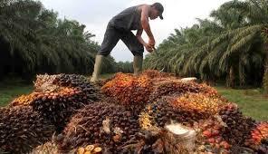 NTP Riau Oktober Naik, Penyumbang Terbesar Subsektor Tanaman Perkebunan Rakyat