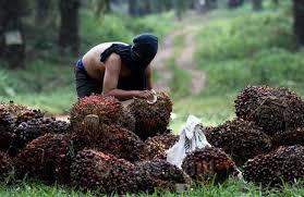 NTUP Sumut Oktober Naik 141,39 Persen, Kelapa Sawit Berkontribusi Segini