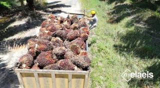 Tentang Sopir Truk Sawit Bernama Fitra Tambunan