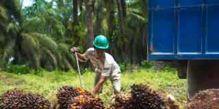 Strategis, Peran Pekebun dalam Pembangunan Nasional