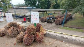 Tercatat 16.800 Desa Sawit di Indonesia, 400 di Antaranya Telah Menjadi Anggota ADeSI