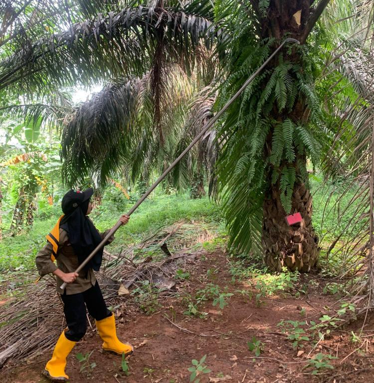 Saat Tiwi "Diselamatkan" oleh Program Beasiswa Sawit BPDPKS