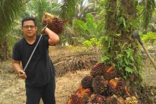 Dibandingkan Periode Sebelumnya, Harga Kelapa Sawit Mitra Plasma di Riau Naik Tipis