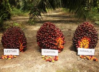 Siap Lindungi Kebun Sawit dan Dongkrak Produktivitas, AALI Catatkan Terobosan Baru 