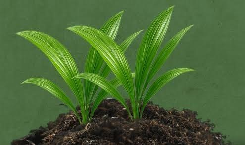 Sering Dianggap Aneh, Fenomena Double Tone pada Sawit Justru Members Banyak Peluang