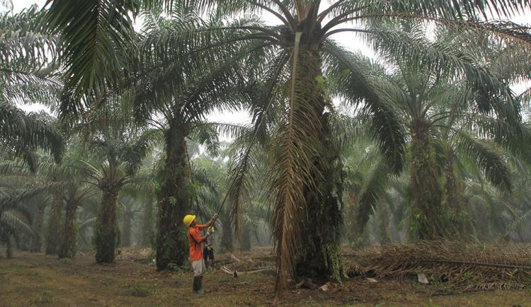 Jamur Ganoderma Boninense, "Mimpi Buruk" Industri Sawit di Malaysia