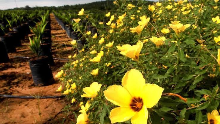 Solusi Alami Itu Bernama Bunga Pukul Sembilan, Ini Faedahnya bagi Tanaman Sawit