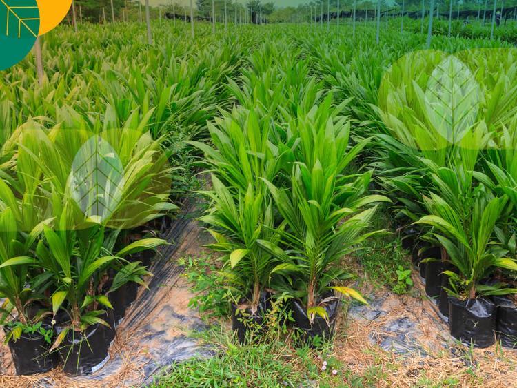 Permintaan Tinggi, Penangkar Bibit Sawit Berkualitas di Riau Ini Tengah Kehabisan Stok