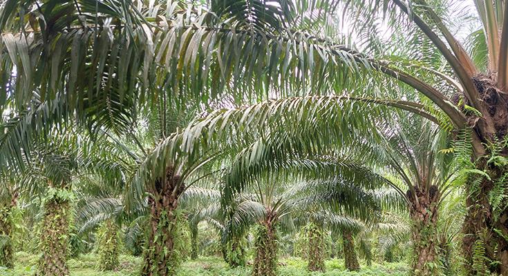 Berbahan Biomassa Pelepah Sawit, Inovasi dari Tim Unri Sabet Gelar Juara I Ajang UTU Awards ke-11 2025