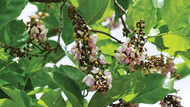 Diversifikasi Biofuel Sangat Penting,  Tanaman Ini Bisa Menjadi Alternatif Setelah Sawit