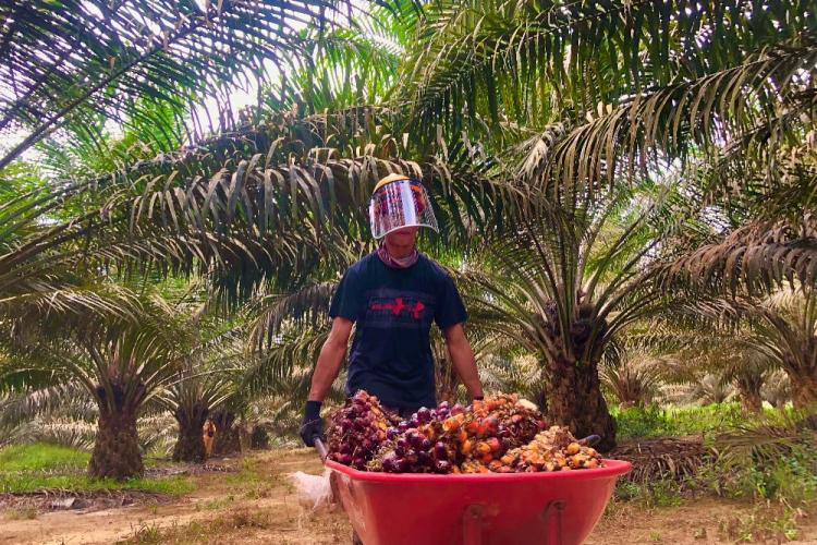 Tertinggi di Madina, Harga TBS Sawit Swadaya di Sumut Bervariasi