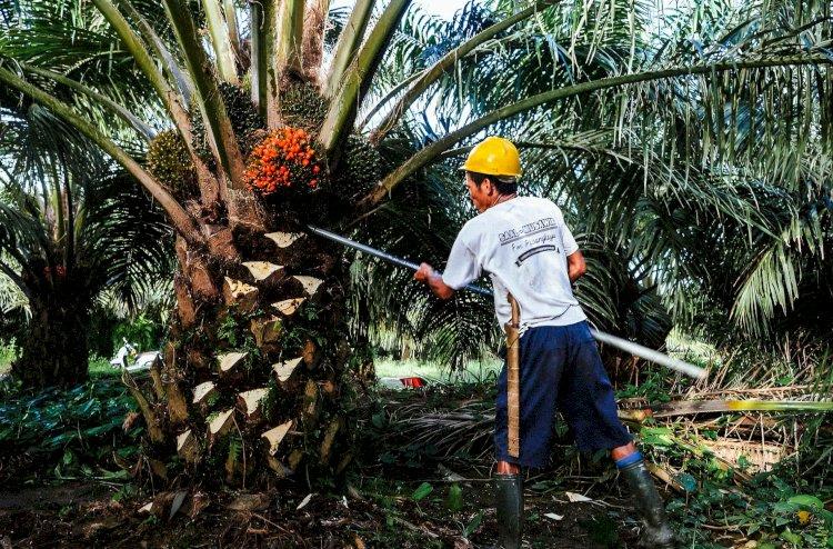 Hasil Studi: Pabrik Bersertifikat Hanya Menyerap 7 Persen dari Buah Sawit Petani Mandiri