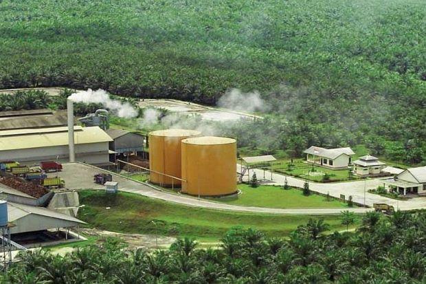 GAPKI Minta Pemerintah Selektif Menerbitkan Izin PKS