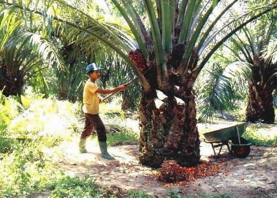 Hari Tani 2025, POPSI: Mayoritas Petani Sawit Rakyat Belum Memiliki Sertifikasi ISPO