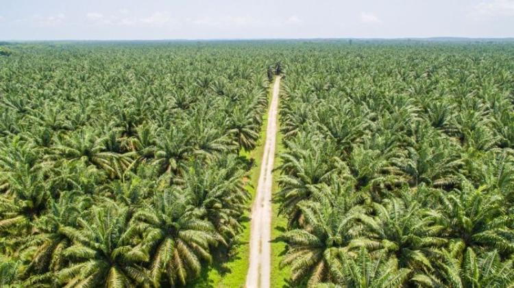 Pemprov Sumbar Umumkan Kenaikan Harga CPO, Palm Kernel dan Cangkang Sawit, Segini Jadinya
