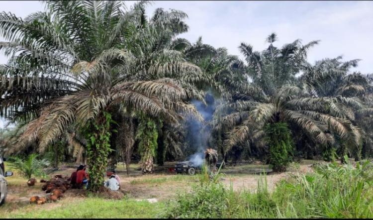 Harga CPO Naik, Secercah Harapan Kesejahteraan Petani Sawit di Sumbar akan Lebih Terjamin