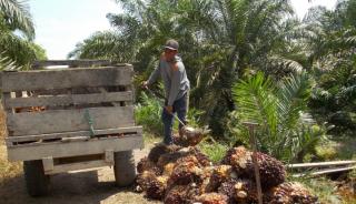 Harga TBS Sawit di Jambi Masih Bagus di Saat Angka Produksi Menurun Dampak Kemarau