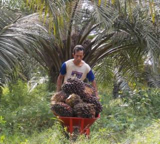 Pilu Petani Sawit Rakyat di Sumut: Lahan yang Ditanam Sejak 1995 Mendadak Dikategorikan Masuk Kawasan Hutan