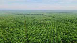 Ironi Petani di Aceh Singkil: Harga TBS Menguat di Saat Tanaman Sawit Sedang Musim Trek
