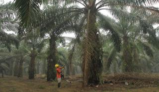 Jamur Ganoderma Boninense, "Mimpi Buruk" Industri Sawit di Malaysia