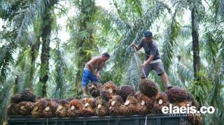 Harga TBS Sawit di Aceh Lumayan Bagus di Saat Angka Produksi Masih Rendah