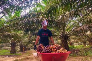 Tertinggi di Madina, Harga TBS Sawit Swadaya di Sumut Bervariasi