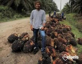 Kendati Tipis,  tapi Harga TBS Sawit di Sumut Terus Bergerak Naik