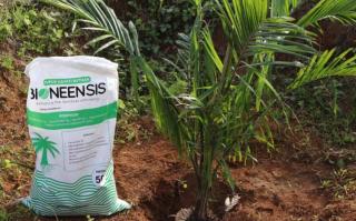 Peran Ganda Bioneensis: Bisa Menekan Biaya Pupuk Sekaligus Menjaga Kualitas Tanah