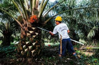 Hasil Studi: Pabrik Bersertifikat Hanya Menyerap 7 Persen dari Buah Sawit Petani Mandiri