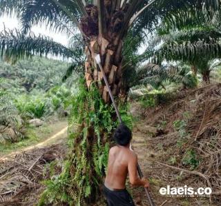 Perdana, BPI Gelar Pelatihan bagi Pekebun Sawit di Sumbar