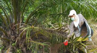 Genjot Produksi, Kebun Sawit Milik KPUD Tani Sejahtera di Rohul Sedang Aplikasi Pemupukan