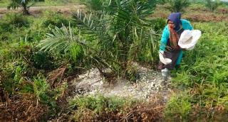 Harga Pupuk Mahal, Petani Sawit Swadaya di Kaltim Kesulitan Memupuk Kebunnya