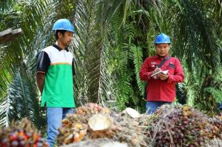 Solusi dari Solidaridad terhadap Kebun Sawit Mandek, Biaya Produksi Tinggi, Sementara Hasil Panen Tak Maksimal
