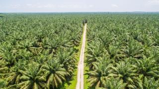 Pemprov Sumbar Umumkan Kenaikan Harga CPO, Palm Kernel dan Cangkang Sawit, Segini Jadinya
