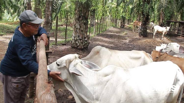 Cerita Pupuk Kandang Sawit Subulussalam