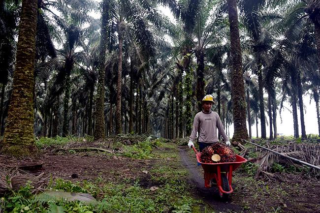 Apkasindo Kaltara Tercengang Produktifitas Sawit Malaysia 2 Kali Lipat dari Indonesia, MPOB Ungkap Kuncinya