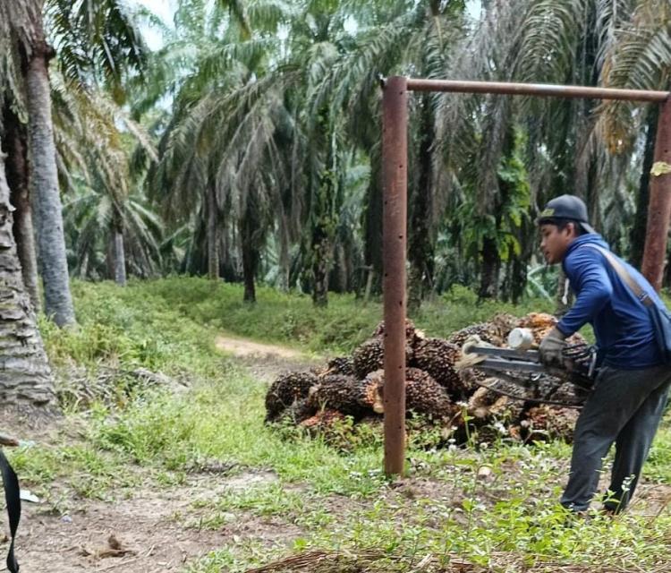 Harga TBS Sawit di Jambi Turun Tipis, Tersisa Segini