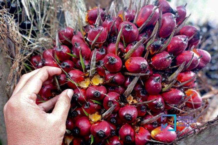 Mentan: Lahan Sawit Sitaan Difokuskan untuk Pengolahan dari TBS Jadi Produk Turunan Bernilai Tinggi