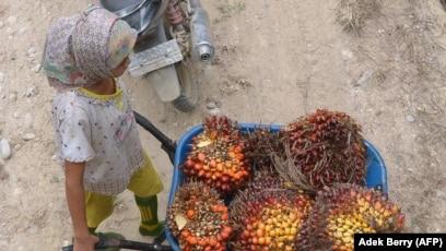 GAPKI: Kehadiran Anak-anak di Kebun Sawit Tidak Sama dengan Mereka yang Jadi Pekerja