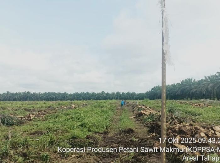 Didanai Hasil Kebun, Koppsa-M Remajakan 1.415,733 Hektar Kebun Sawit