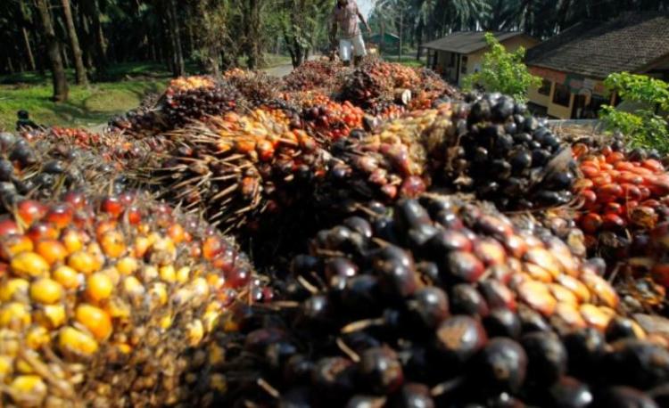 B50 akan Diterapkan di 2026, Petani Sawit Milenial Ini Cemaskan Harga TBS Sawit Tertekan