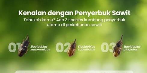 Serangga dari Tanzania Ini Diklaim Bisa Membantu Mengembalikan Produktivitas Sawit Nasional 