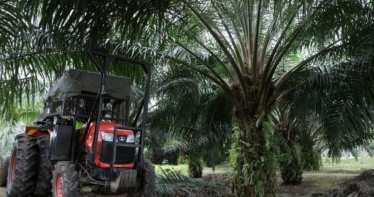 Terbuka Peluang Besar Bekerja di Sektor Sawit di Sabah, Apa Anda Berminat?