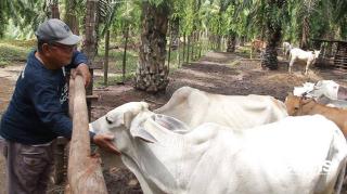 Cerita Pupuk Kandang Sawit Subulussalam