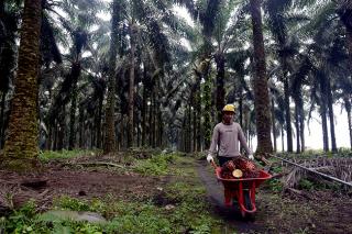 Apkasindo Kaltara Tercengang Produktifitas Sawit Malaysia 2 Kali Lipat dari Indonesia, MPOB Ungkap Kuncinya