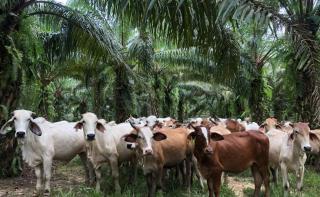 Dongkrak Perekonomian, Langkah Ini yang Ditempuh Puluhan Petani Sawit di Tebo 