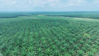 Dibandingkan Pekan Lalu, Harga Sawit Mitra Swadaya di Riau Mengalami Penurunan
