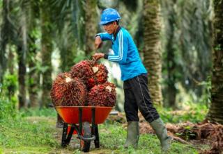 Meningkat, Kesadaran Pekebun Memiliki STDB