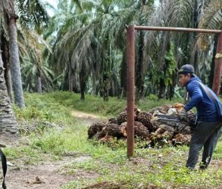 Harga TBS Sawit di Jambi Turun Tipis, Tersisa Segini