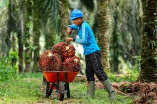 Harga TBS Sawit Swadaya di Sumut Variatif, Dipicu oleh Sejumlah Faktor